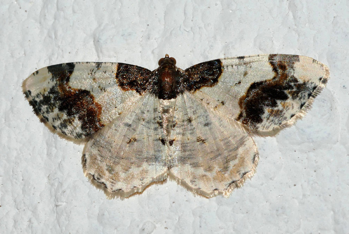 Geometridae 2 da confermare ; Ligdia adustata